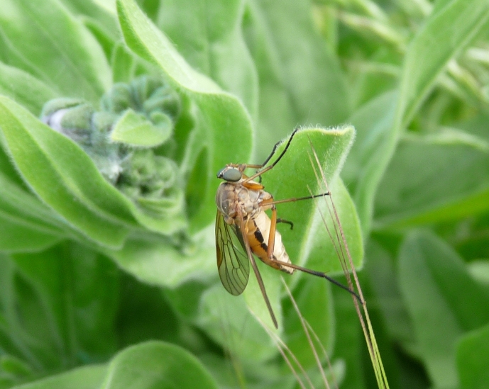 Rhagio cf. tringarius F (Rhagionidae)